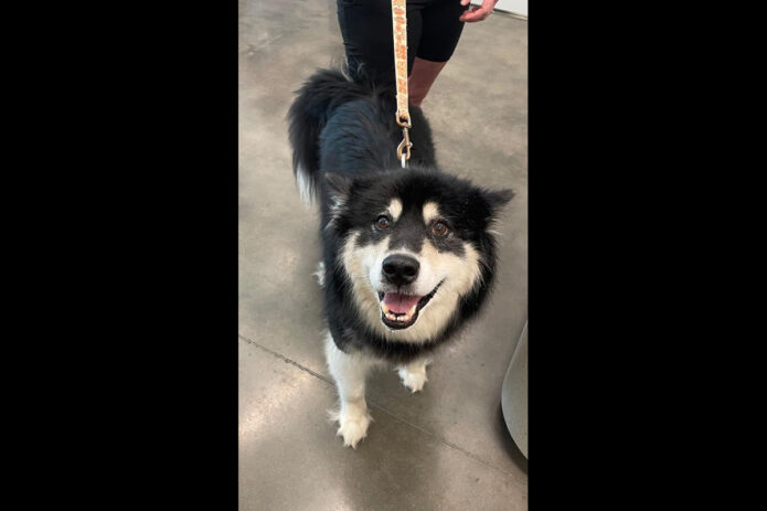 Montgomery County Animal Care and Control - Ashes