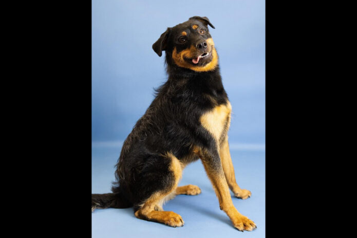 Montgomery County Animal Care and Control - Baby Girl