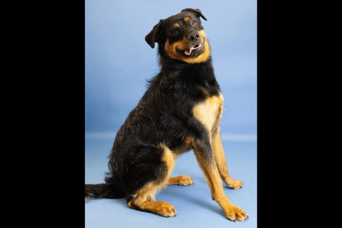 Montgomery County Animal Care and Control - Baby Girl