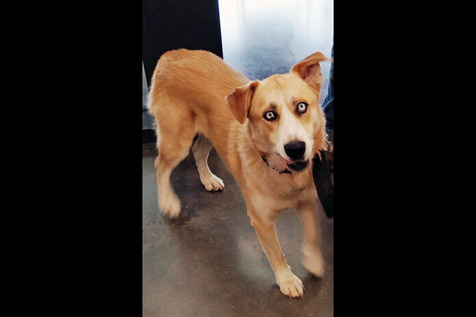 Montgomery County Animal Care and Control - Carla