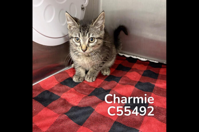 Montgomery County Animal Care and Control - Charmie