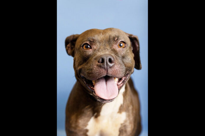 Montgomery County Animal Care and Control - Cora
