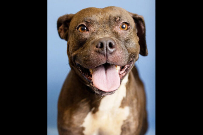 Montgomery County Animal Care and Control - Cora