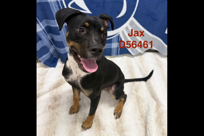 Montgomery County Animal Care and Control - Jax