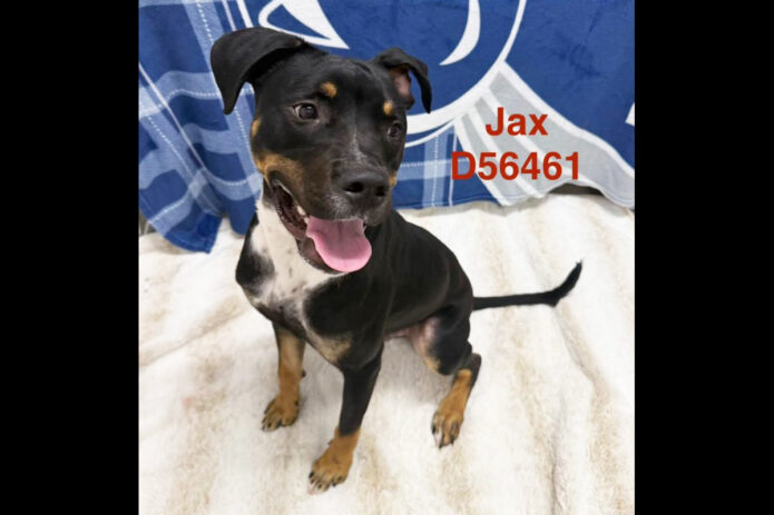 Montgomery County Animal Care and Control - Jax