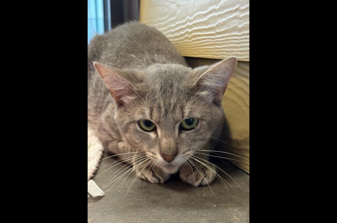 Montgomery County Animal Care and Control - Joseph