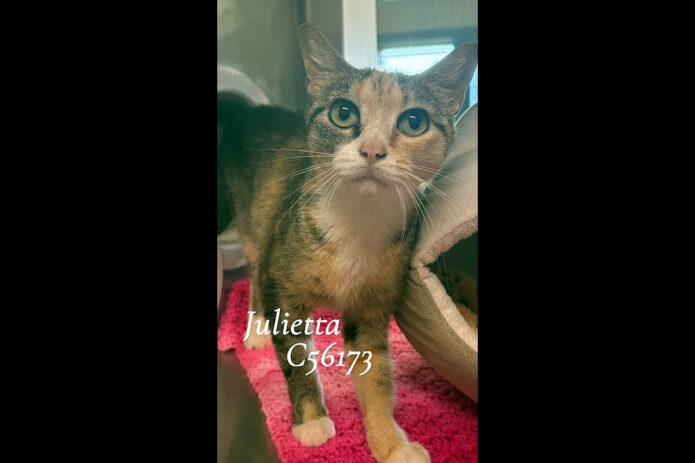 Montgomery County Animal Care and Control - Julietta