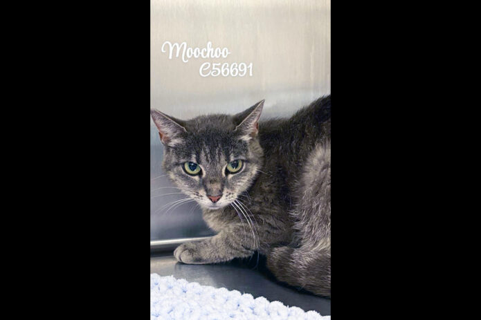 Montgomery County Animal Care and Control - Moochoo