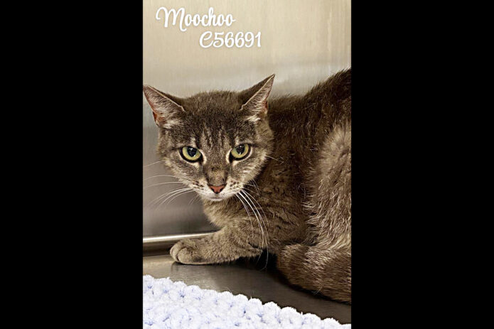 Montgomery County Animal Care and Control - Moochoo