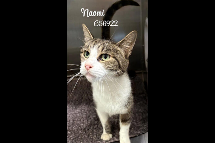 Montgomery County Animal Care and Control - Naomi