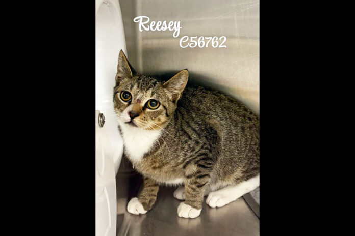 Montgomery County Animal Care and Control - Reesey