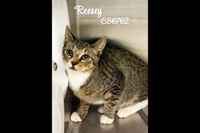 Montgomery County Animal Care and Control - Reesey