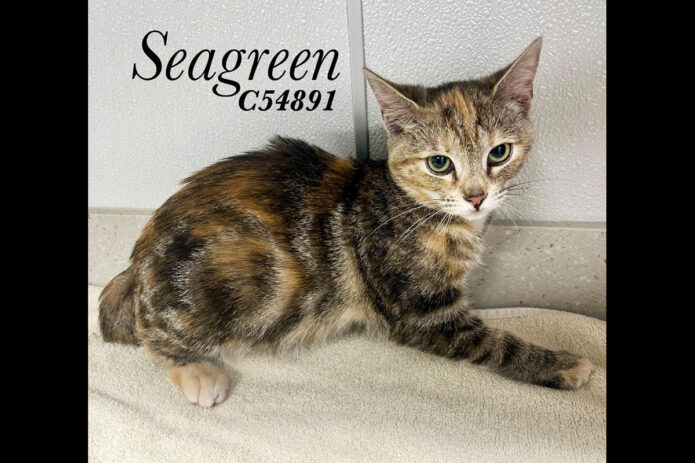 Montgomery County Animal Care and Control - Seagreen