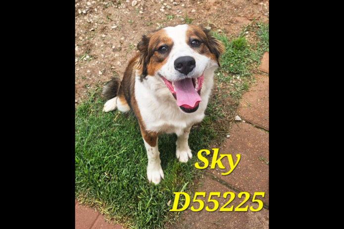 Montgomery County Animal Care and Control - Sky