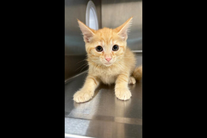 Montgomery County Animal Care and Control - Sunbeam
