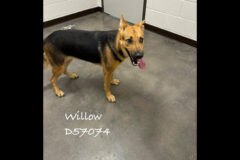 Montgomery County Animal Care and Control – Willow