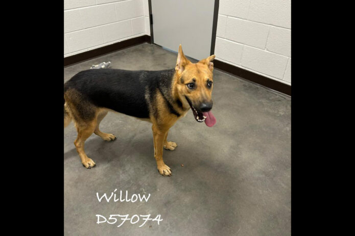 Montgomery County Animal Care and Control - Willow