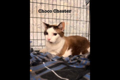 Puurrrfect Paws Rescue – Choco Chester
