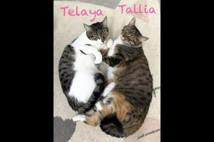 Puurrrfect Paws Rescue - Telaya & Tallia