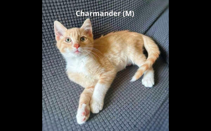 Saving Kittens Sanctuary - Charmander