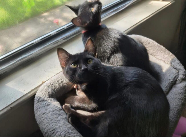 Saving Kittens Sanctuary - Robbie & Ruby