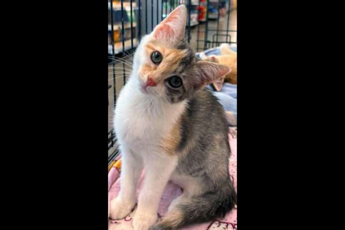 Saving Kittens Sanctuary - Vulpix