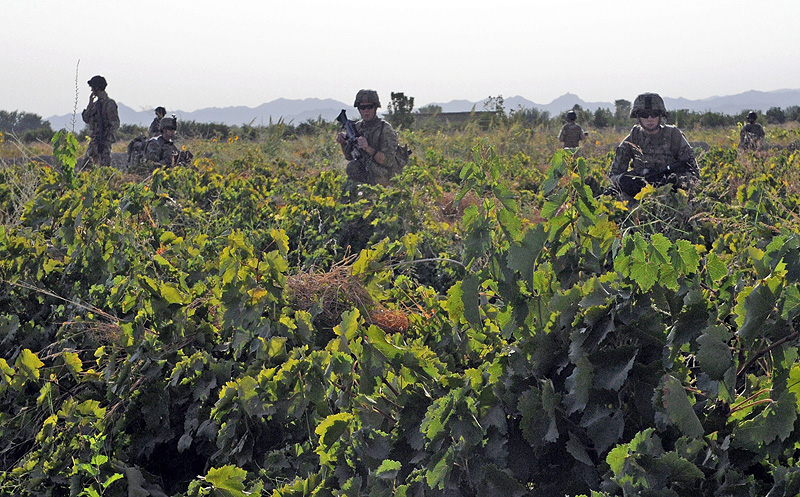 Members of the 2nd Afghan National Civil Order Police SWAT team and the Task Force Thunder Kandahar Pathfinder Detachment clear grape rows during a patrol September 4th. The presence patrols give the units an opportunity to interact with the local population and build a rapport with the people, while it also gives the ANCOP an opportunity to practice some of their basic operational techniques. (Photo by Sgt. 1st Class Stephanie Carl, 159th Combat Aviation Brigade Public Affairs) Members of the 2nd Afghan National Civil Order Police SWAT team and the Task Force Thunder Kandahar Pathfinder Detachment clear grape rows during a patrol September 4th. The presence patrols give the units an opportunity to interact with the local population and build a rapport with the people, while it also gives the ANCOP an opportunity to practice some of their basic operational techniques. (Photo by Sgt. 1st Class Stephanie Carl, 159th Combat Aviation Brigade Public Affairs)