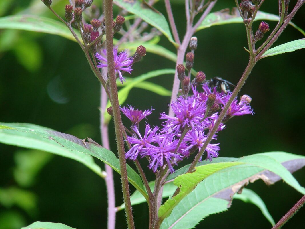 Iron Weed    