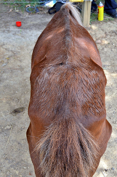 Malnourished Horse found June 3rd, 2012. (Photo by CPD-Officer Bryden) Malnourished Horse found June 3rd, 2012. (Photo by CPD-Officer Bryden)