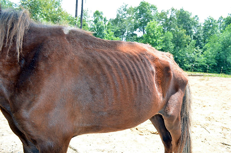Malnourished Horse found June 3rd, 2012. (Photo by CPD-Officer Bryden) Malnourished Horse found June 3rd, 2012. (Photo by CPD-Officer Bryden)