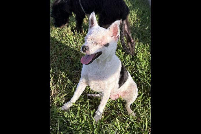 3 Friends Animal Rescue - Callie