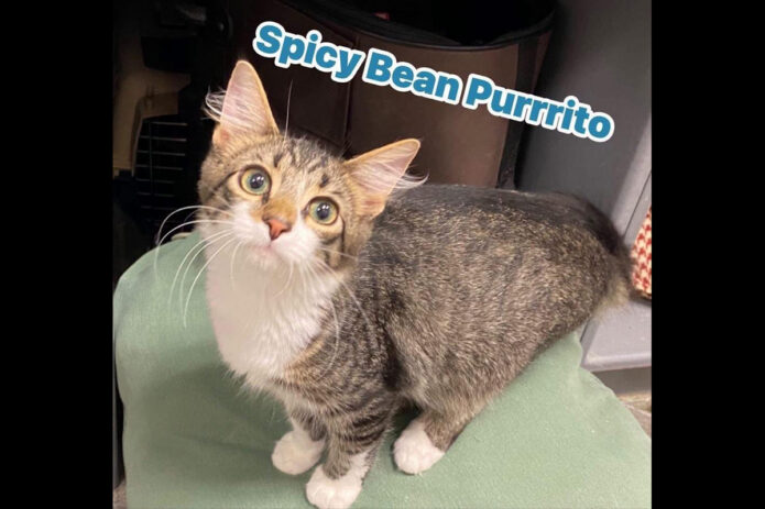 Finders Keepers Cat Rescue - Spicy Bean Purrrito