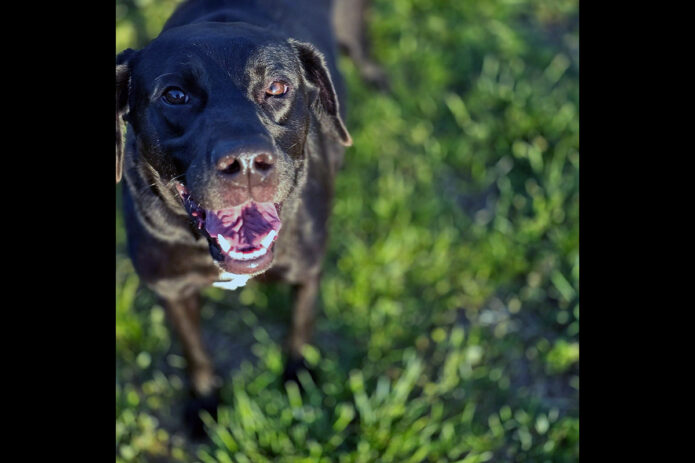 Kaylee’s Island of Misfit Dogs Rescue - Bambalamb