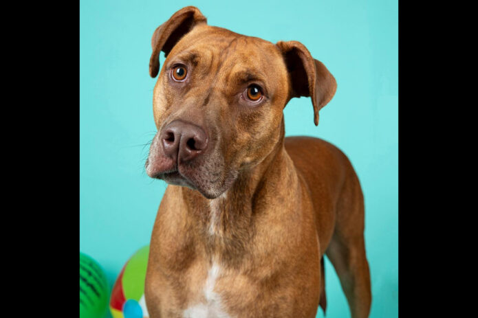 Mikaela’s Mutt Motel- Scooby