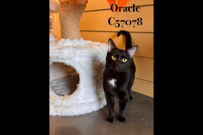 Montgomery County Animal Care and Control - Oracle