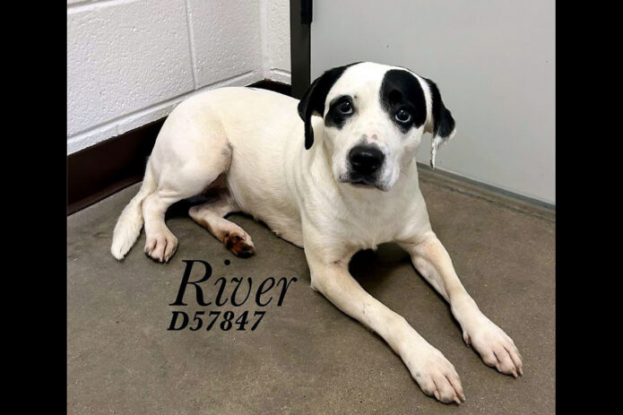 Montgomery County Animal Care and Control - River