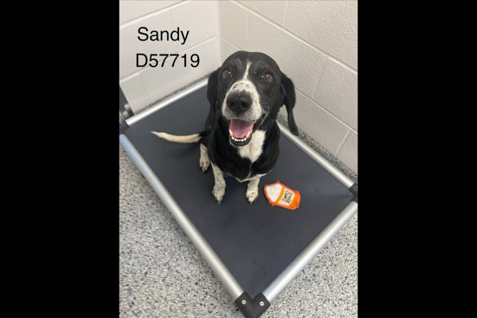 Montgomery County Animal Care and Control - Sandy