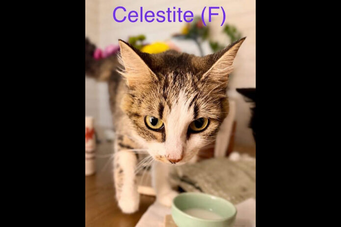 Puurrrfect Paws Rescue - Celestite