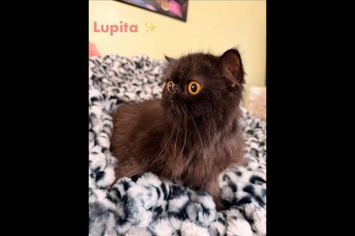 Puurrrfect Paws Rescue - Lupita