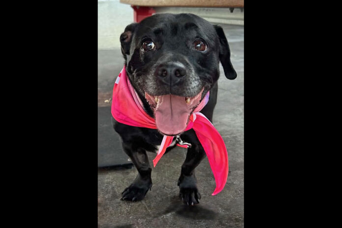 Soul Dogs Senior Rescue - Mavis